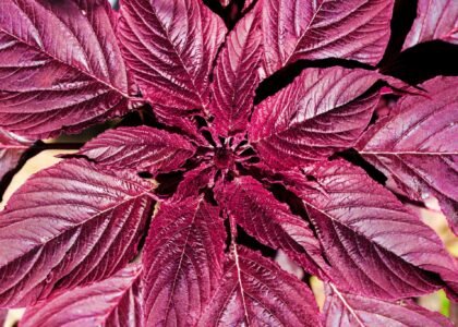 amaranth leaves benefits
