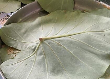Colocasia Leaves Health Benefits