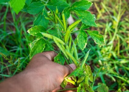Cluster Beans Health Benefits