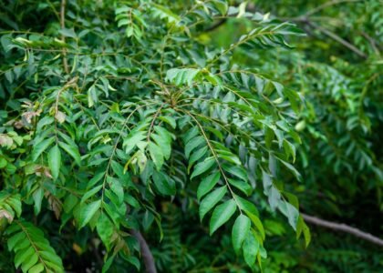 curry leaves benefits