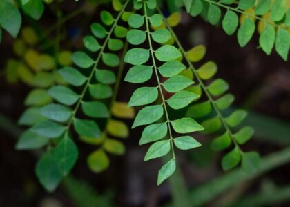 curry leaves benefits