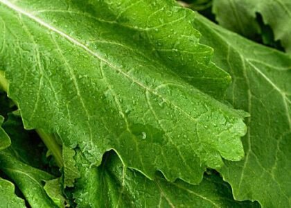 mustard greens benefits