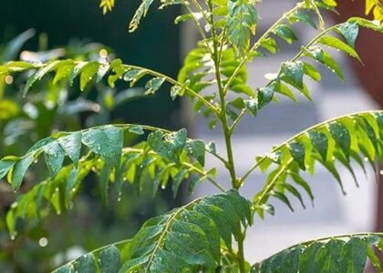 curry leaves benefits