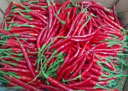 Red Chili Health Benefits