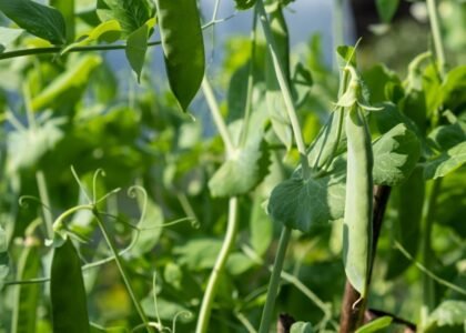 green peas health benefits