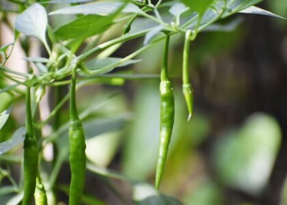 Green Chili Health Benefits
