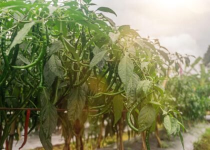 Green Chili Health Benefits
