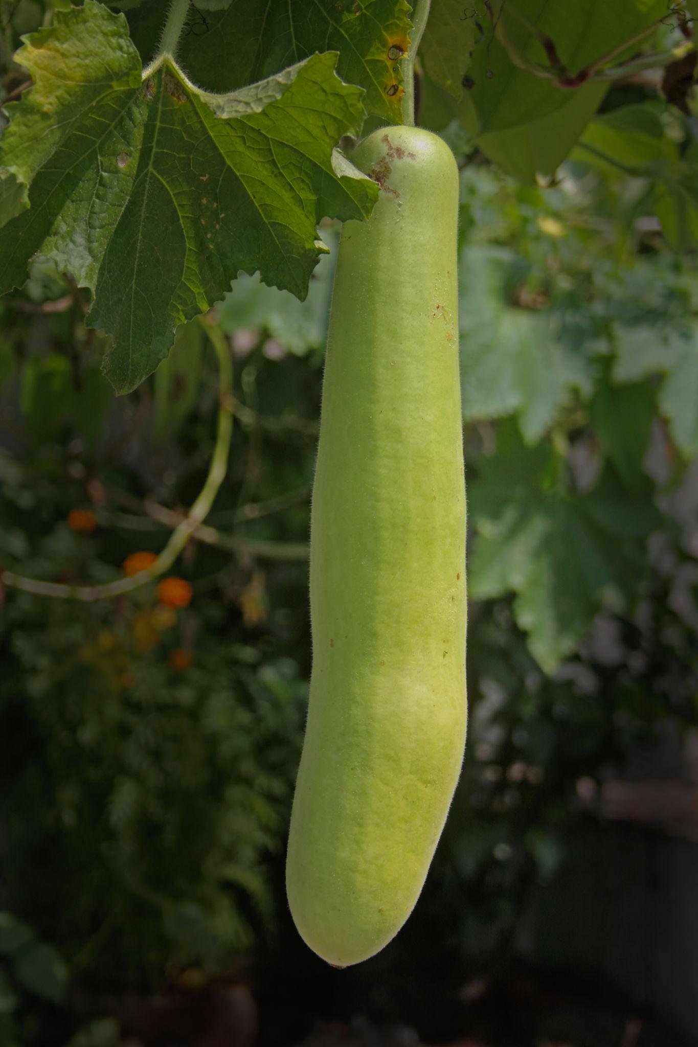 Bottle Gourd Health Benefits