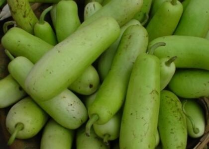 Bottle Gourd Health Benefits