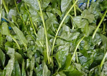malabar spinach benefits