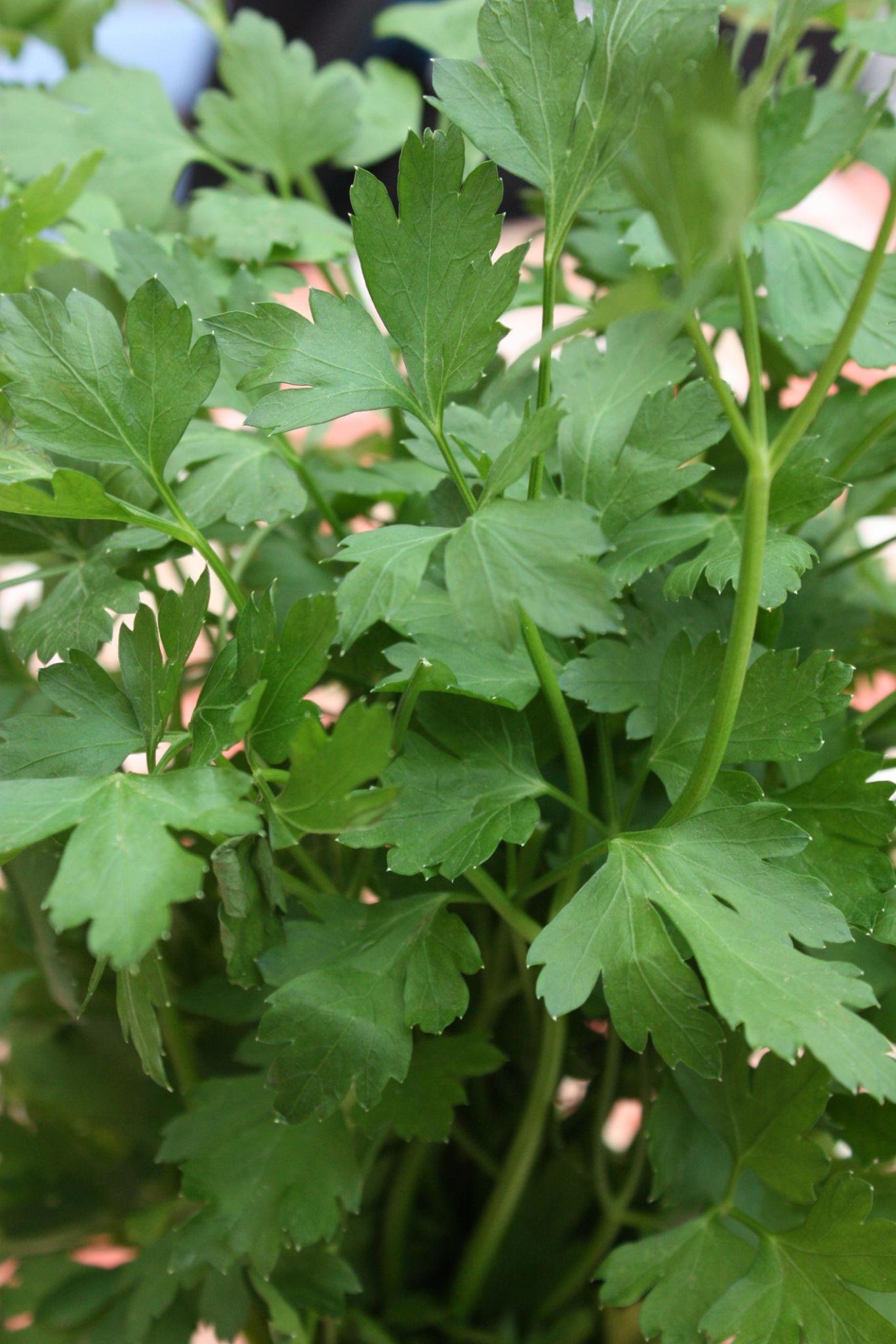 parsley health benefits
