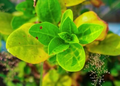 malabar spinach benefits