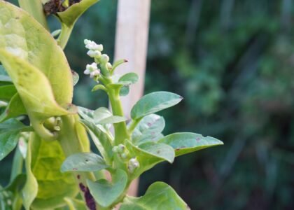 malabar spinach benefits