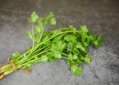 coriander leaves benefits