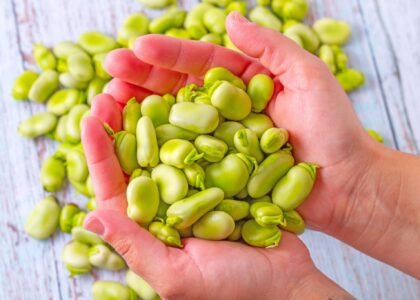 Broad Beans Health Benefits