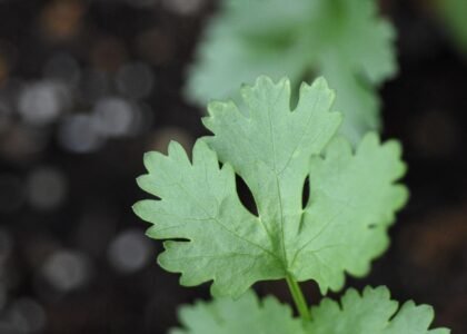 coriander leaves benefits