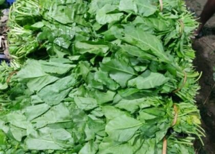 spinach health benefits