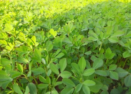 fenugreek leave benefits