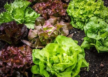 Salad Leaves Health Benefits