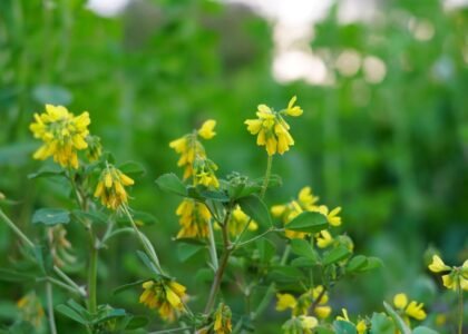 fenugreek leave benefits