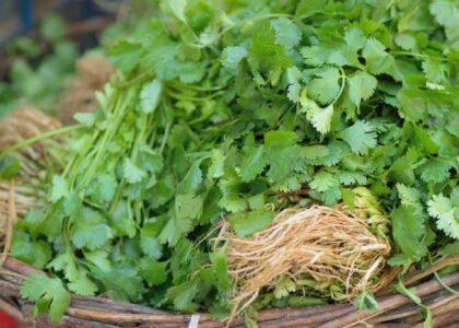 coriander leaves benefits