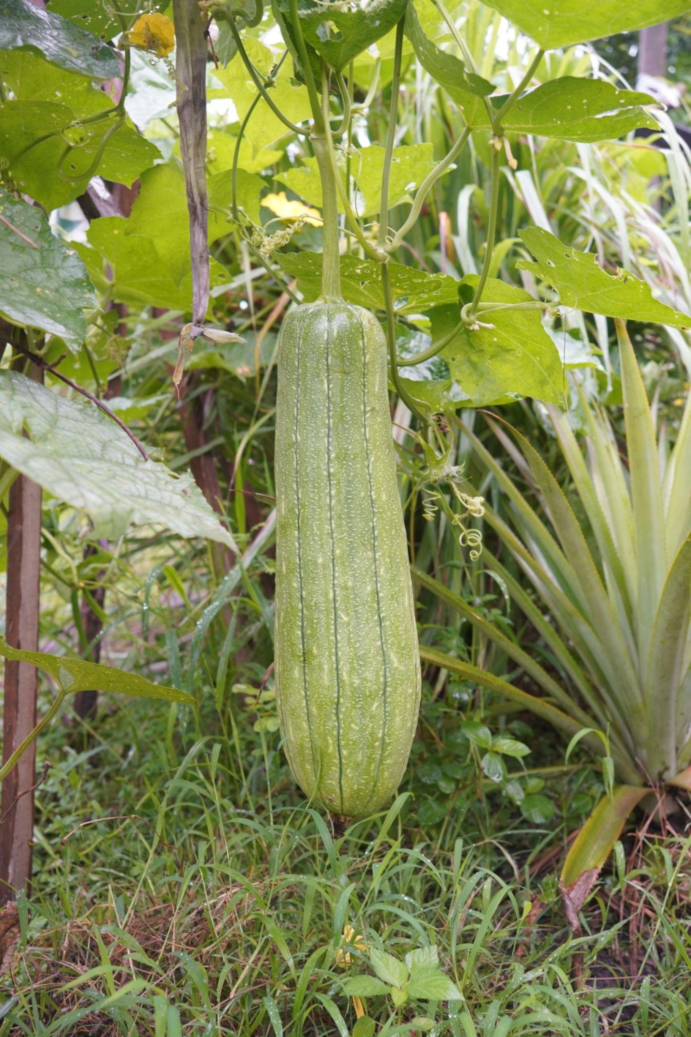 sponge gourd benefits
