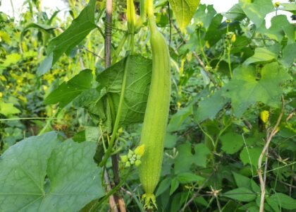 sponge gourd benefits