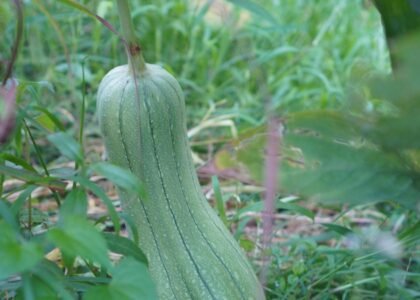 sponge gourd benefits