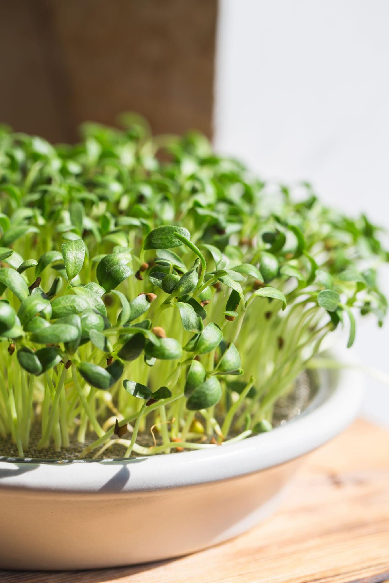 fenugreek leave benefits