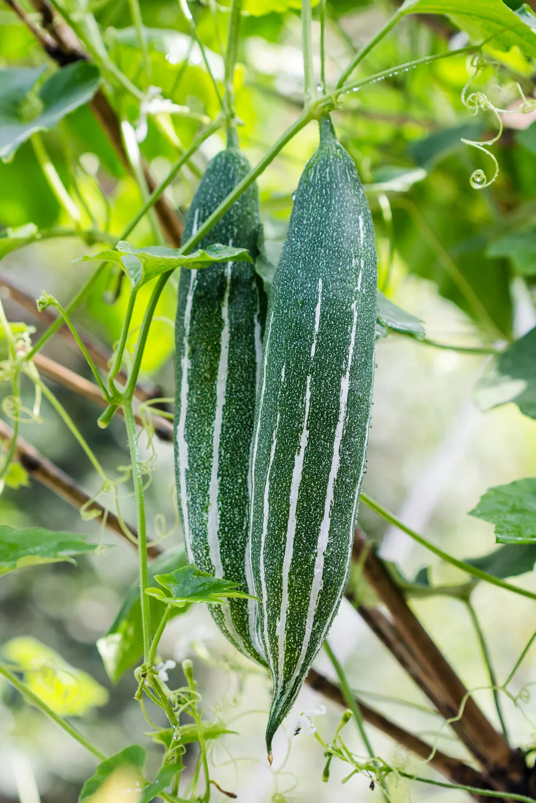 Snake Gourd Health Benefits