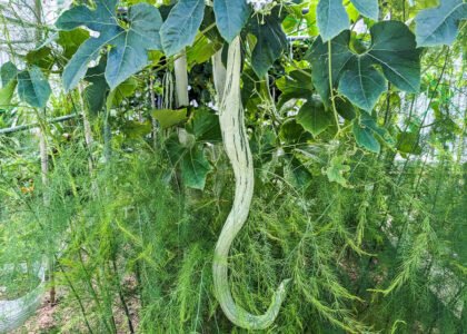 Snake Gourd Health Benefits