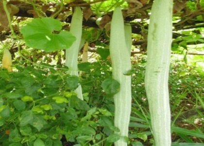Snake Gourd Health Benefits