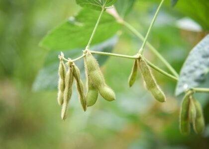 Soybean Health Benefits