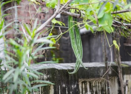 Snake Gourd Health Benefits
