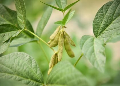 Soybean Health Benefits