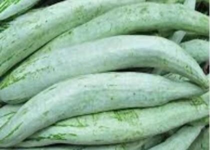 Snake Gourd Health Benefits