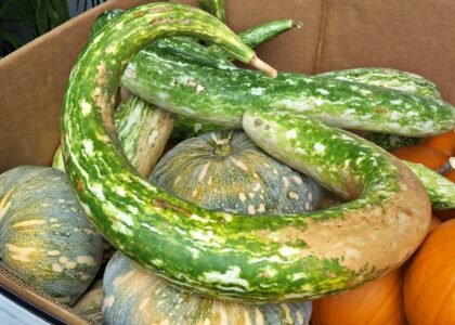 Snake Gourd Health Benefits