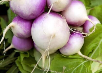 turnip benefits