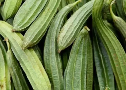 Ridge Gourd Health Benefits