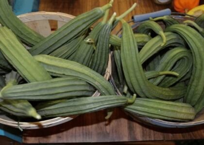 Ridge Gourd Health Benefits