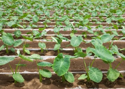 Taro Root Health Benefits