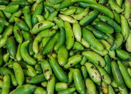 Ivy Gourd Health Benefits