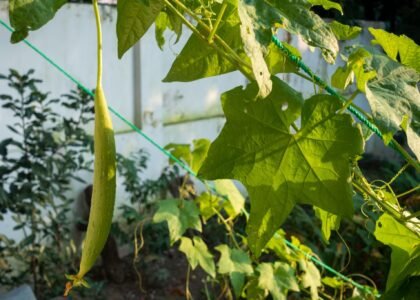 Ridge Gourd Health Benefits