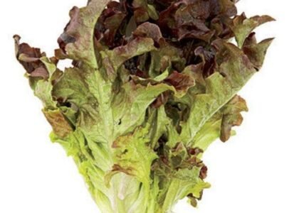 Lettuce Health Benefits
