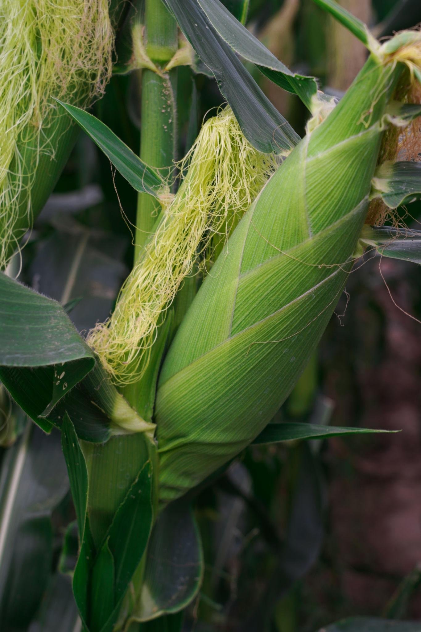 Corn Health Benefits