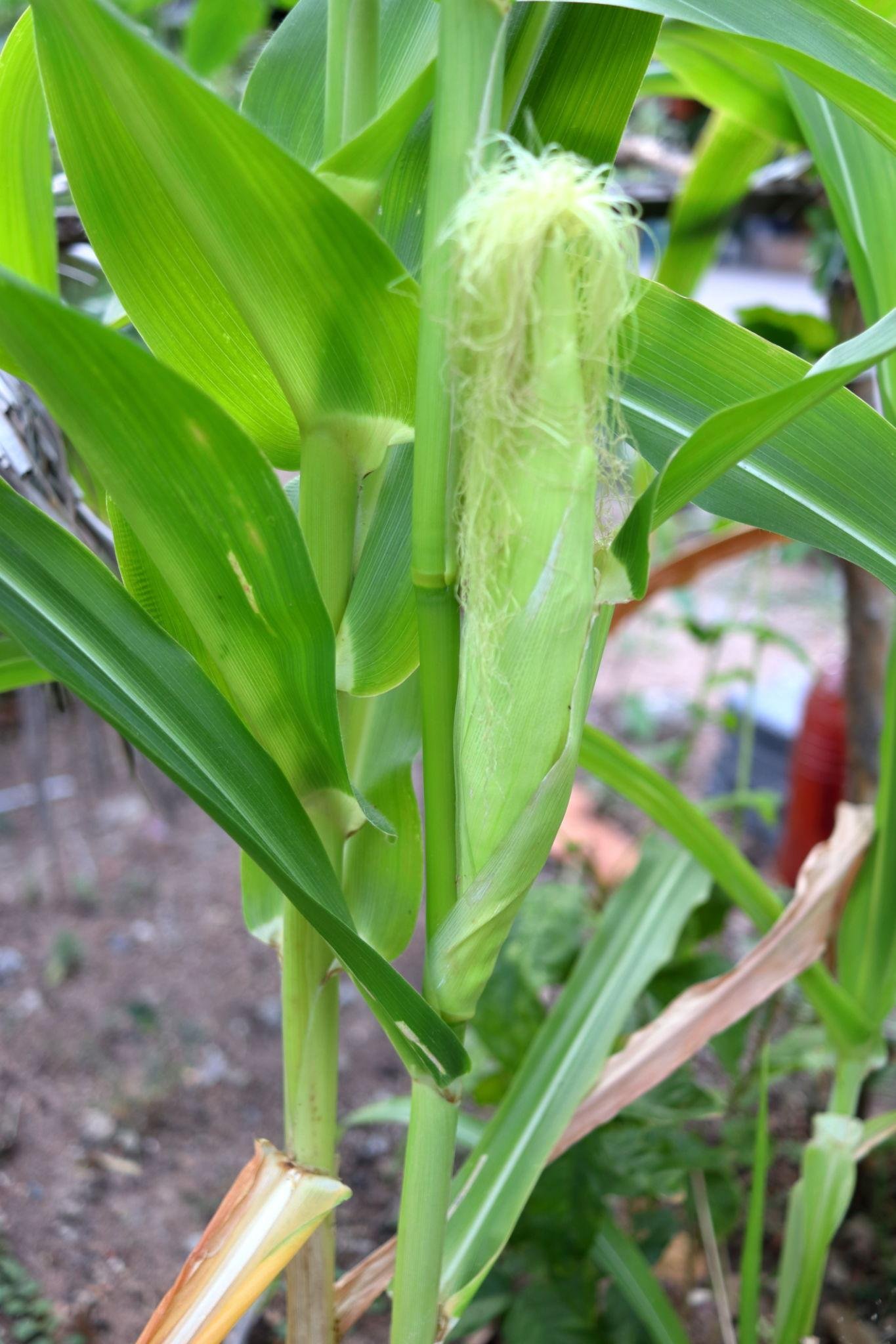 Baby Corn Health Benefits