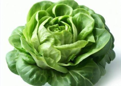Lettuce Health Benefits