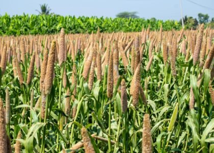 Bajra Health Benefits