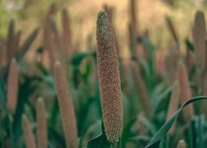 Kodo Millet Health Benefits