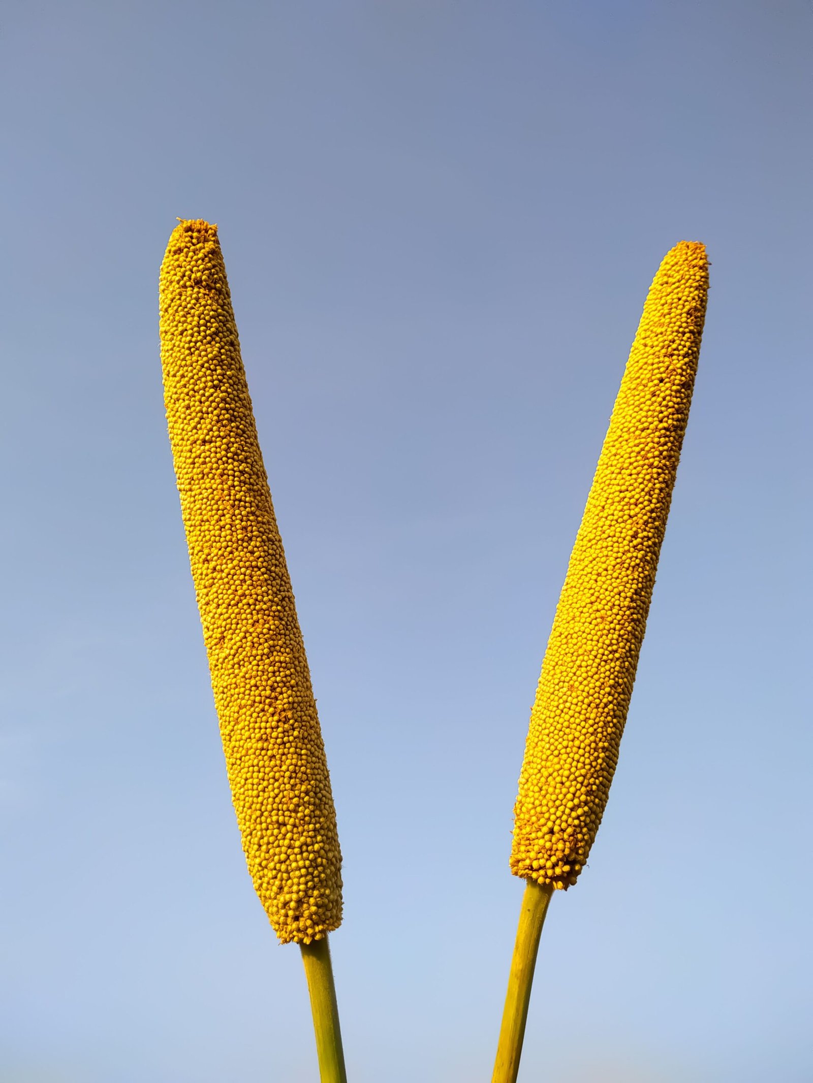 Proso Millet Health Benefits